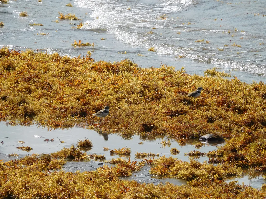 Apesar do tamanho do tapete de algas este ano ser fora do normal, sua chegada ao litoral da Flórida e do Caribe é algo comum no verão do hemisfério norte (Imagem: Filo gèn'/Wikimedia Commons)