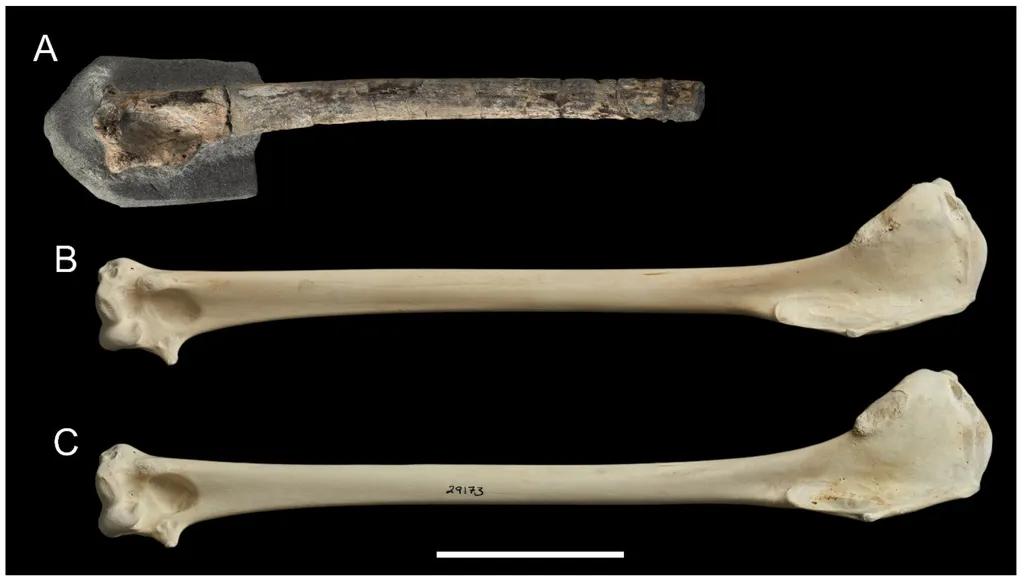 O úmero do outro fóssil de M. tinae encontrado na Formação Tanahoe, completa a descoberta dos primeiros petréis-gigantes primitivos da história (Imagem: Tennyson, Salvador/Taxonomy)