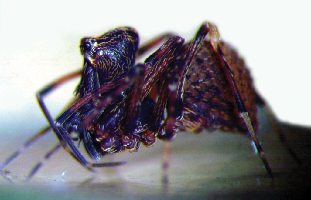 O enorme pescoço das aranhas-assassinas serve unicamente para aguentar o peso de suas monstruosas presas, que usam para se alimentar de outras aranhas (Imagem: Michael Rix/Mark S. Harvey/Western Australia Museum)