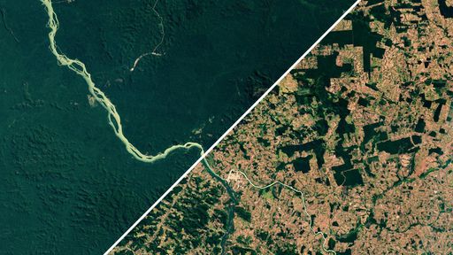 Desmatamento acelerado tem ameaçado grandes espécies da Amazônia e do Pantanal