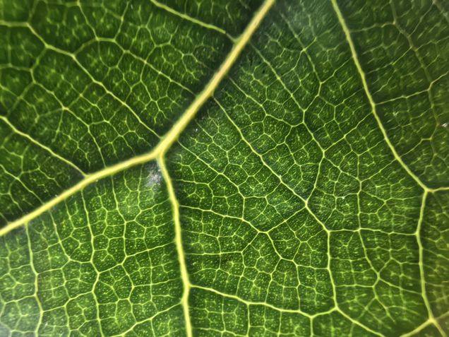 Huawei Mate X6 - Câmera macro