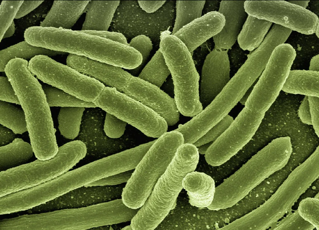 The Bacterium B. Pseudomallei Is Transmitted In An Environmental Manner, With Human-To-Human Spread Being Rare (Image: Gerd Altmann/Pixabay)