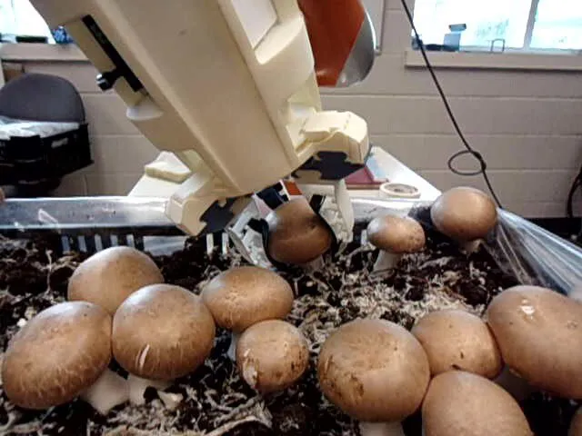 Visão computacional ajuda o robô a "escolher" os cogumelos maduros (Imagem: Reprodução/University of Western Ontario)