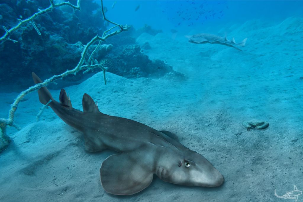 Este é Protospinax annectans, um tubarão primitivo de 150 milhões de anos atrás que já tinha as característica que o definem como sendo do mesmo grupo que os atuais tubarões brancos, por exemplo (Imagem: Jambura et al./Diversity)