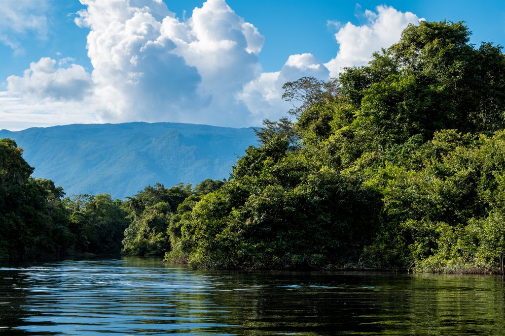 O Brasil possui o maior número de florestas primárias tropicais no mundo, mas lidera perda delas, segundo o levantamento (Imagem: twenty20photos/Envato)