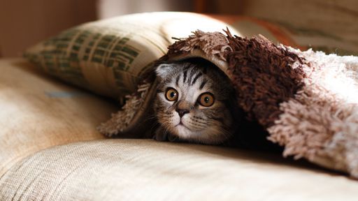 Gatos e outros animais ajudaram a pavimentar o caminho para o homem ir ao espaço