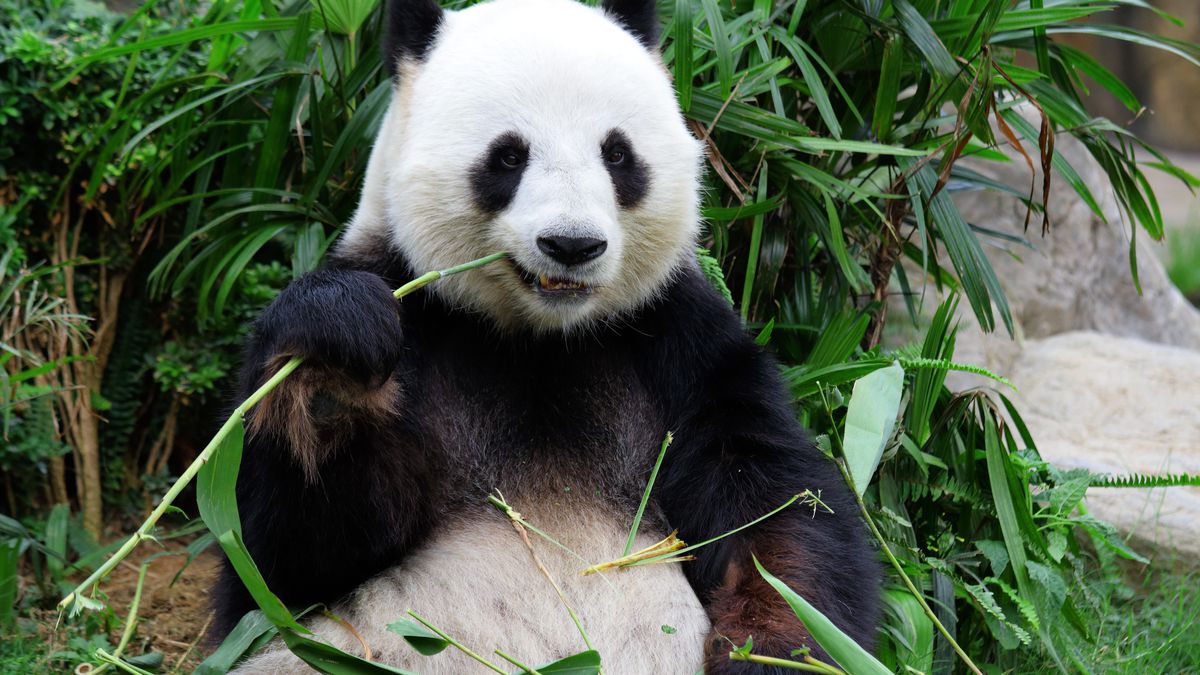 Se pandas são carnívoros, por que vivem comendo bambu? Entenda