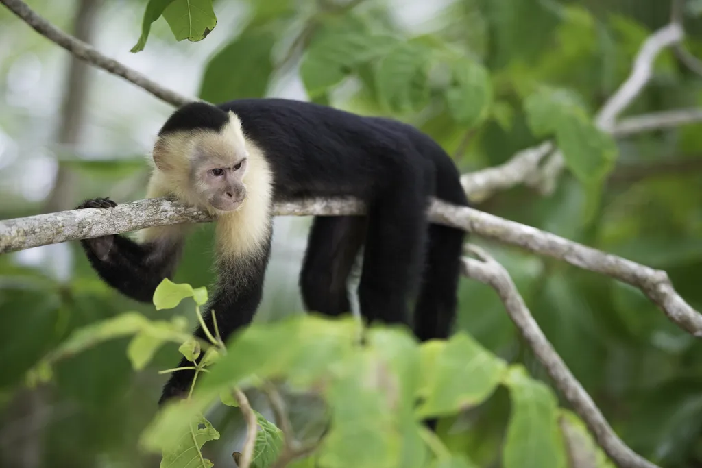 Os macacos-prego ficam doidões de centopeia — e ainda por cima compartilham o bicho com seus amigos (Imagem: Olivier Le Moal/Envato)