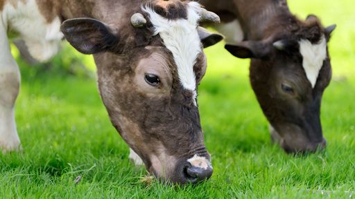 Vaca louca: o que significam os dois casos atípicos descobertos no Brasil?