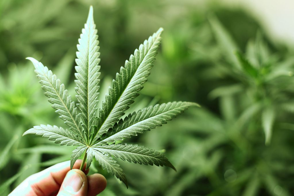 A liberação de produtos à base de cannabis em tratamentos de saúde deve estimular novos estudos no país
