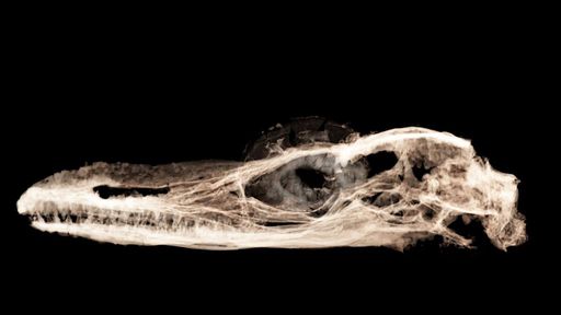 Estudo afirma que o menor dinossauro do mundo era um lagarto, na verdade