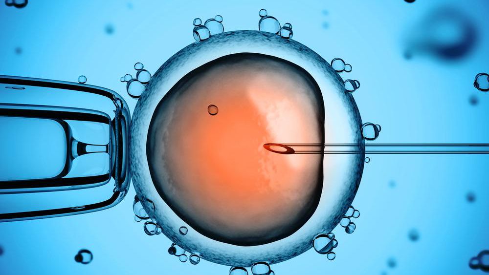 Será? Startup anuncia que pode prever se embrião será inteligente ou não