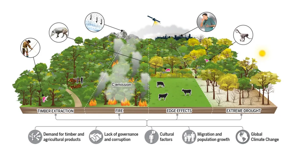Síntese dos processos de degradação que afetam mais de um terço da floresta amazônica (Imagem: Lapola et al./Science/Reprodução)