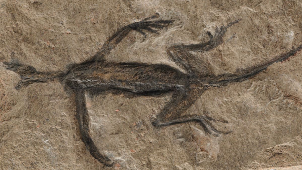 Shocking discovery: A falsified Alpine lizard fossil