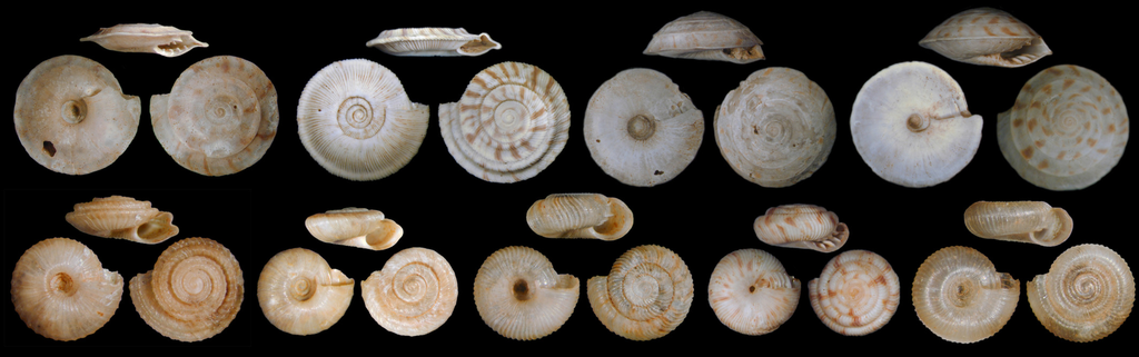 Espécies de moluscos recentemente extintas em Rurutu, uma das ilhas Austrais (Imagem: Reprodução/O. Gargominy/A. Sartori/MNHN)