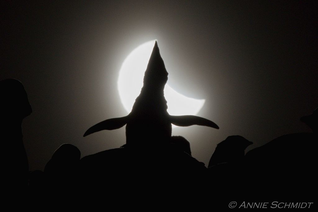Pinguim realizando uma vocalização durante o eclipse solar de dezembro de 2021, o último do ano passado (Imagem: Reprodução/Annie Schmidt (Point Blue Conservation Science)