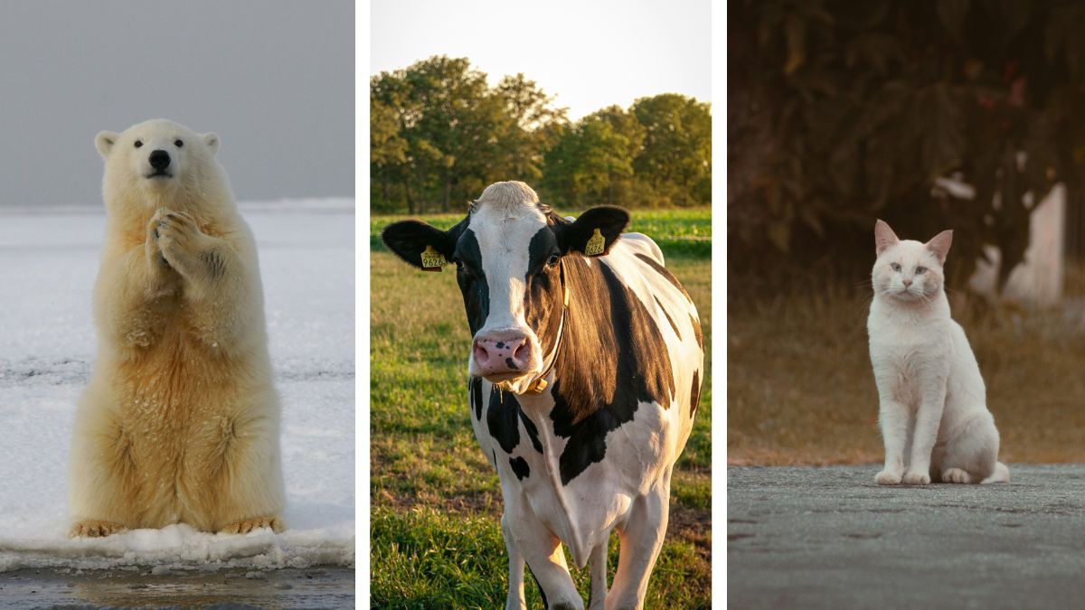 7 animais vulneráveis à gripe aviária que não são aves mas podem se infectar
