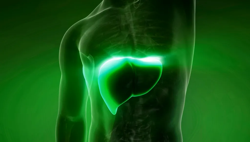 Médicos editam fígado geneticamente para produzir menos colesterol (Imagem: Icetray/Envato)