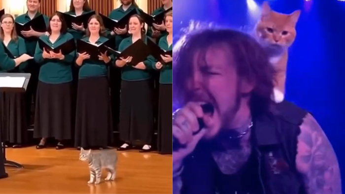 Viral no TikTok | Clipes estranhos de músicos e animais estão se tornando virais