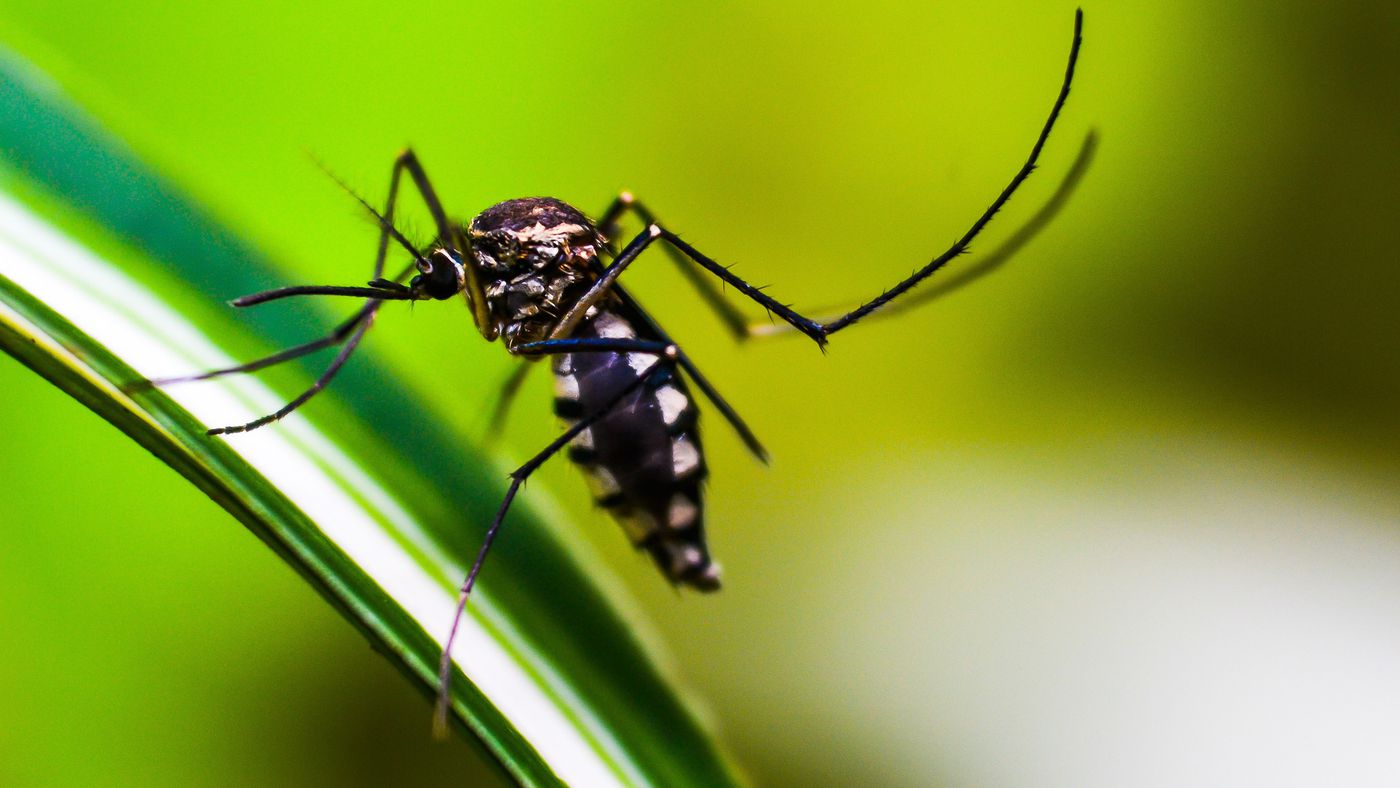 Aedes do Bem: Wie funktionieren gentechnisch veränderte Dengue-Mücken?