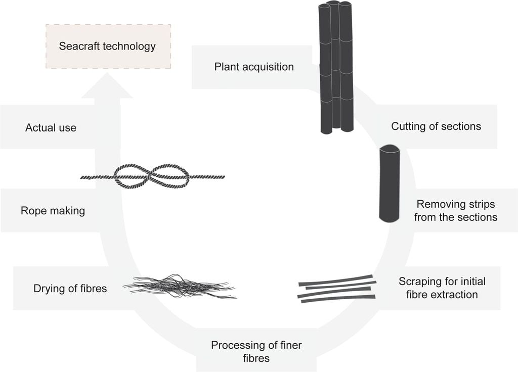 Os materiais utilizados pelos navegadores do sudeste asiático teriam sido retirados de plantas, cortados, secados e trançados em cordas, como mostra o gráfico (Imagem: Fuentes, Pawlik/Journal of Archaeological Sciences)