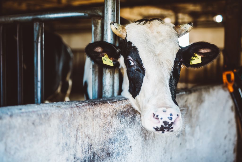 Brasil identifica dois casos de vaca louca atíptica (Imagem: Reprodução/Photocreo/Envato Elements)