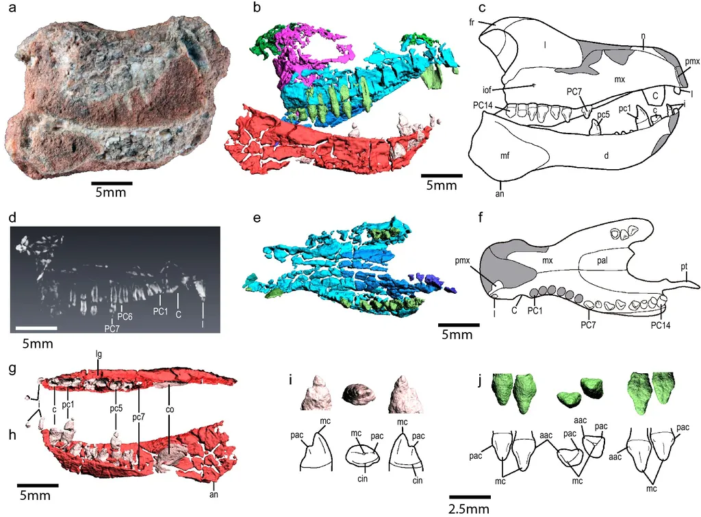 Reconstrução via nêutrons do crânio do ancestral mamífero cinodonte (Imagem: Gaetano et al./Nature)