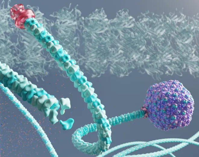 Vírus Rapunzel pode destruir bactérias resistentes (Imagem: Leonora Martinez-Nunez/JBC)