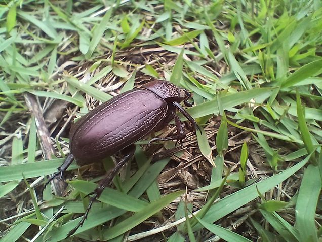 Galaxy A15 5G - Câmera macro