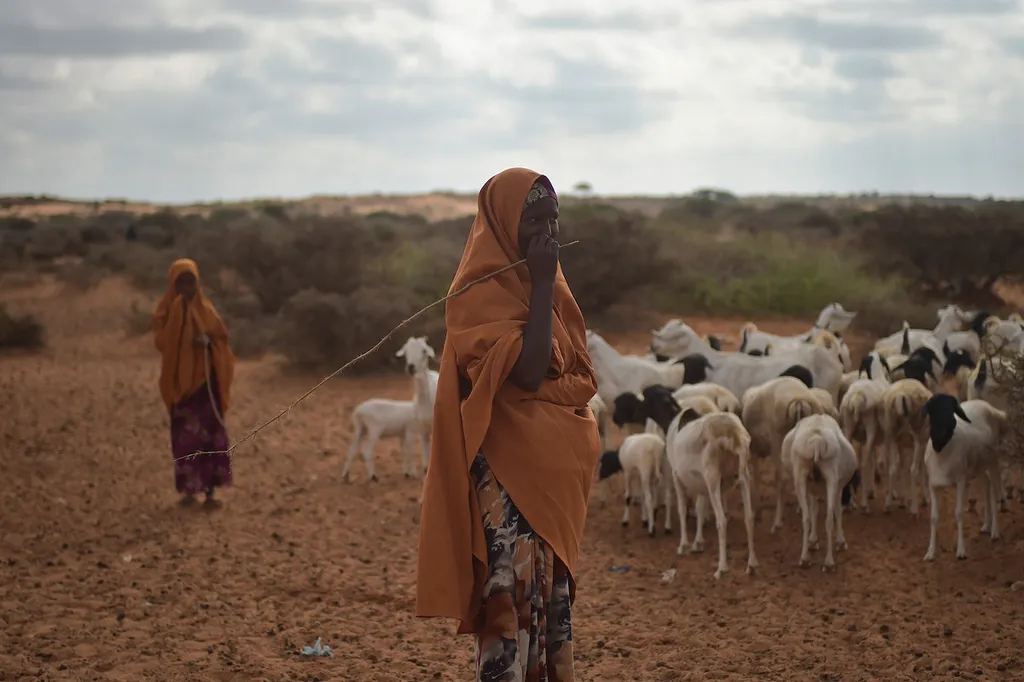 Comunidades pastorais como esta, na Somália, preservam uma microbiota intestinal rara e importantíssima de se armazenar para o futuro da saúde humana (Imagem: AMISOM Public Information/Domínio Público)
