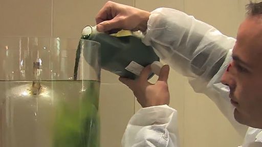 Lâmpada de algas é capaz de absorver 200 vezes mais CO2 que árvores