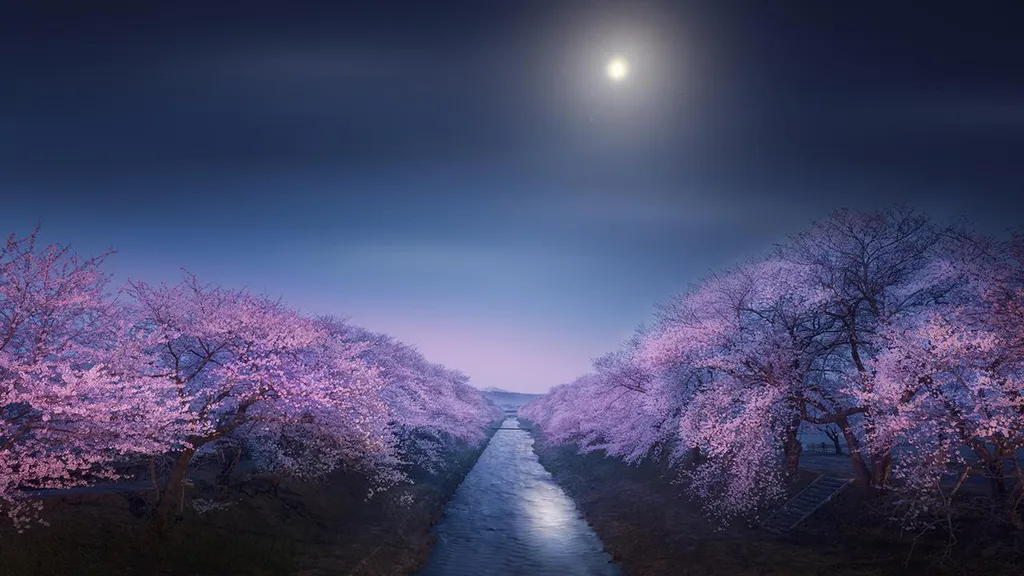 Cerejeiras nas margens do rio Funakawa, Japão (Imagem: Reprodução/Takanobu Kurosaki)