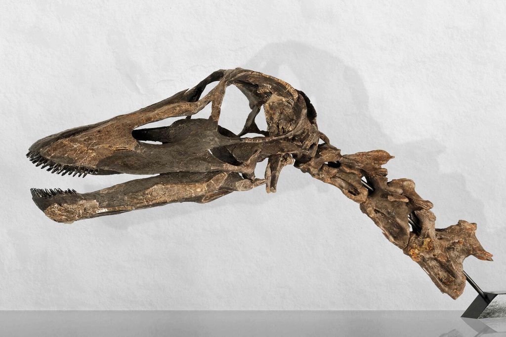 Fóssil de Kaatedocus siberi