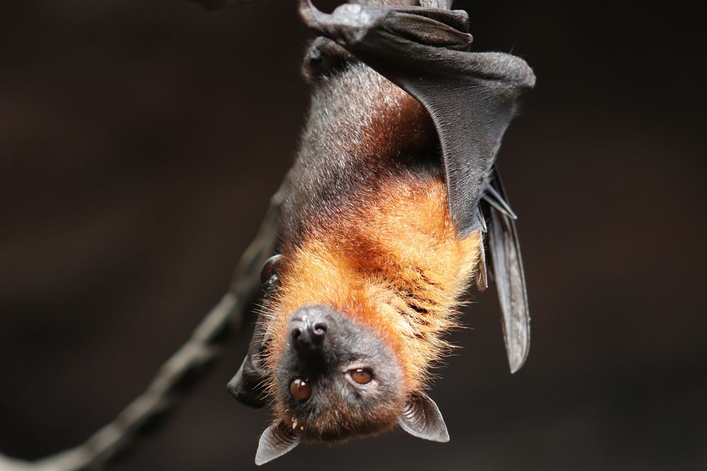 Pesquisadores chineses encontram 24 novos genomas de coronavírus em morcegos (Imagem: Signe Allerslev/Pixabay)