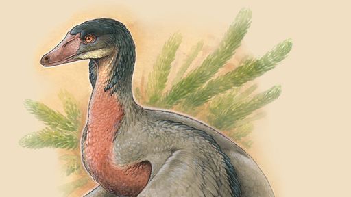Dinossauro-pássaro que viveu há 90 milhões de anos é descoberto na Patagônia