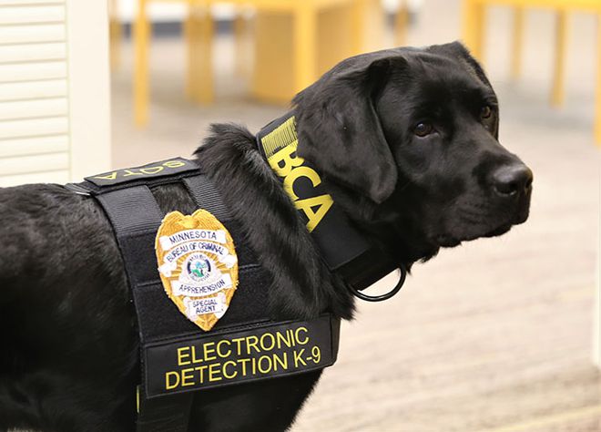Cadela é treinada para farejar eletrônicos em cenas de crimes nos EUA