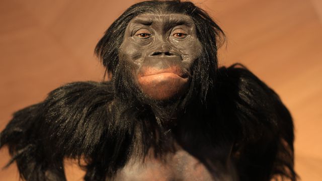 Como era o ancestral comum dos humanos e macacos? - Canaltech