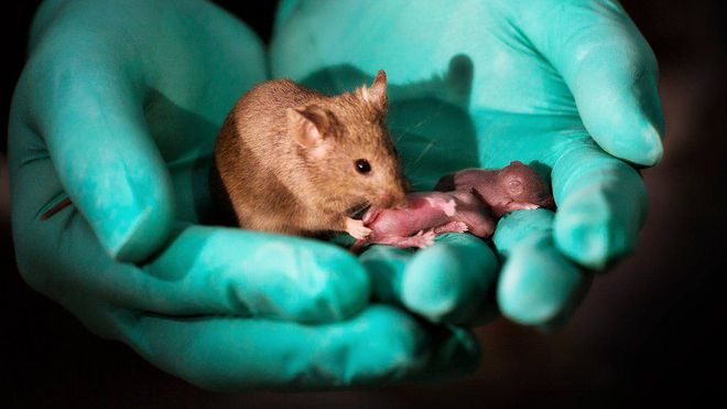 A ratinha bimaternal com seus filhotes (Foto: LEYUN WANG)