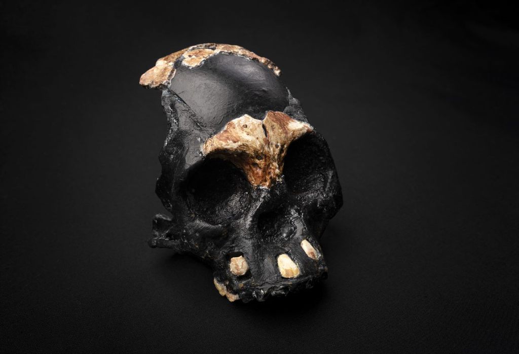 Crânio encontrado na África Sul era de criança que viveu há 250 mil anos