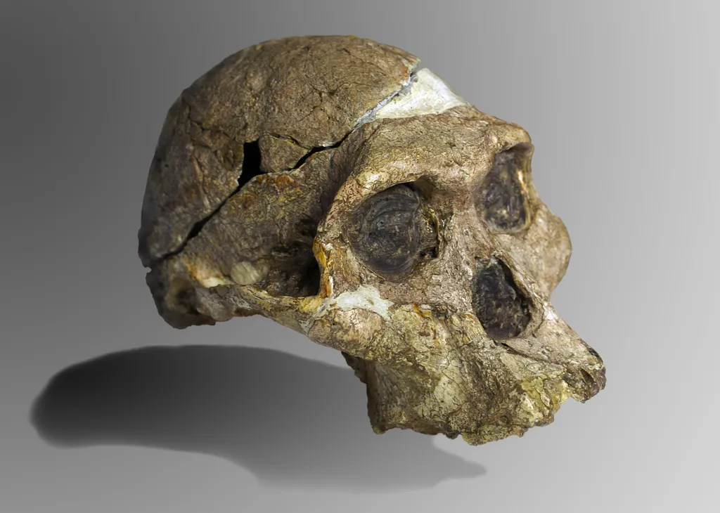 O crânio dos australopitecus, como o da imagem, é mais próximo ao dos H. erectus, deixando a espécie em uma posição estranha na evolução (Imagem: José Braga; Didier Descouens/CC-BY-4.0)