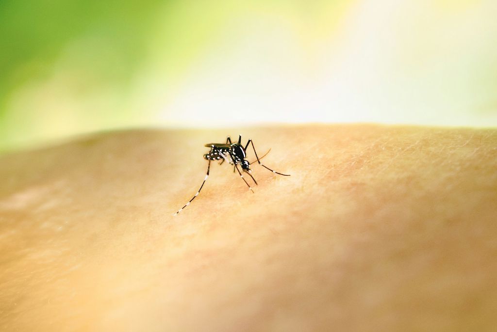Repelentes afastam o mosquito da dengue e são seguros, uando usados de forma adequada (Imagem: National Institute of Allergy/Unsplash)