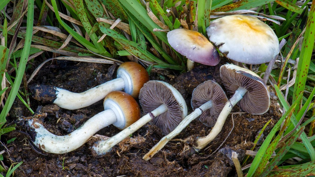 Cogumelo mágico | Limbo Jurídico atrapalha pesquisa de psilocibina no Brasil