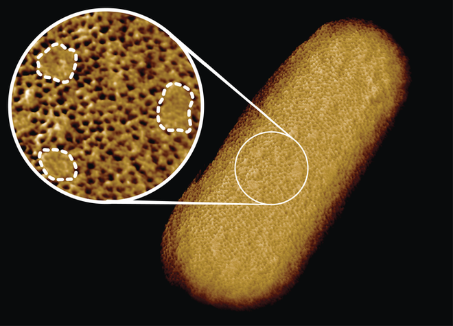 Cientistas descobrem estrutura desconhecida da membrana de bactérias (Imagem: Reprodução/Benn et al., 2021/PNAS)