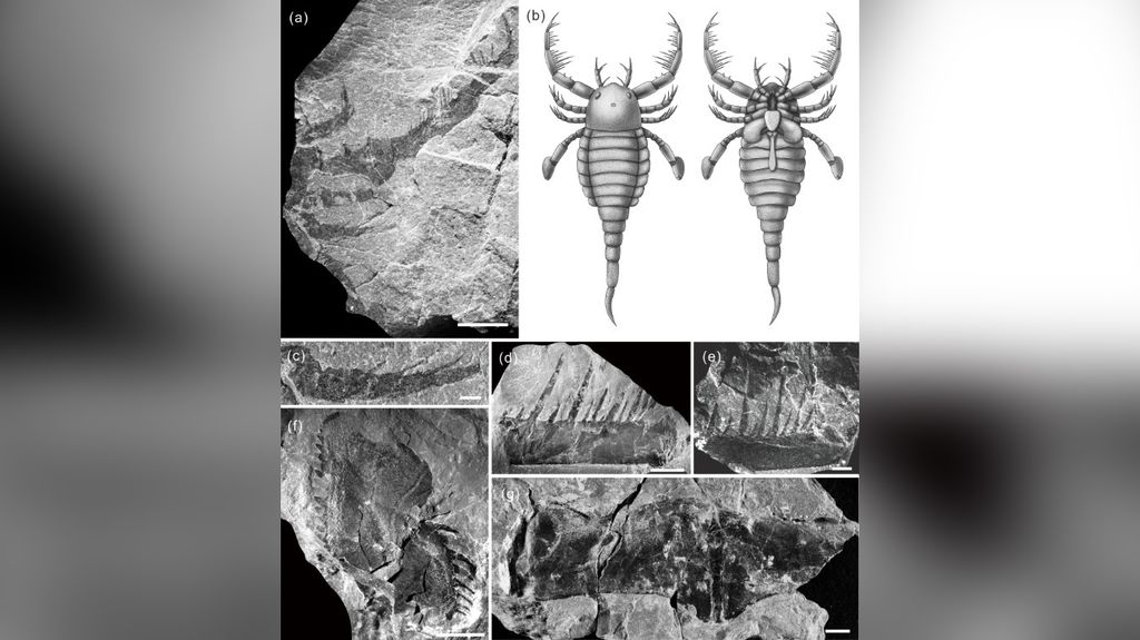 (Imagem: Divulgação/Nanjing Institute of Geology and Paleontology, Chinese Academy of Sciences)