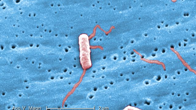 Janice Haney Carr/CDC