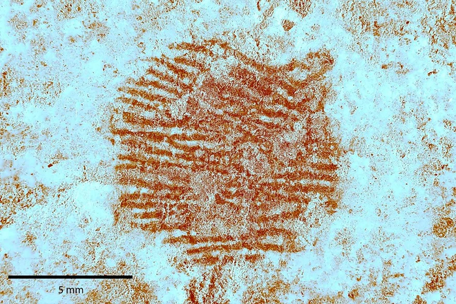 Com análises em diversos espectros da luz, chegou-se ao desenho da impressão digital do neandertal responsável pela pintura em ocre (Imagem: Álvarez-Alonso et al./Archaeological & Anthropological Science)