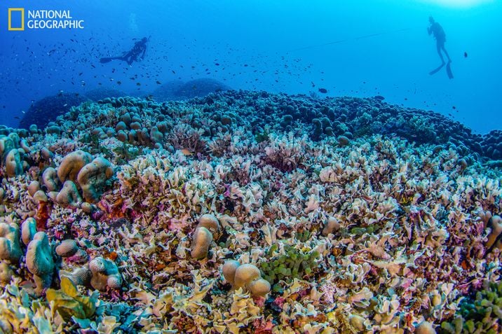 maior coral do mundo submerso