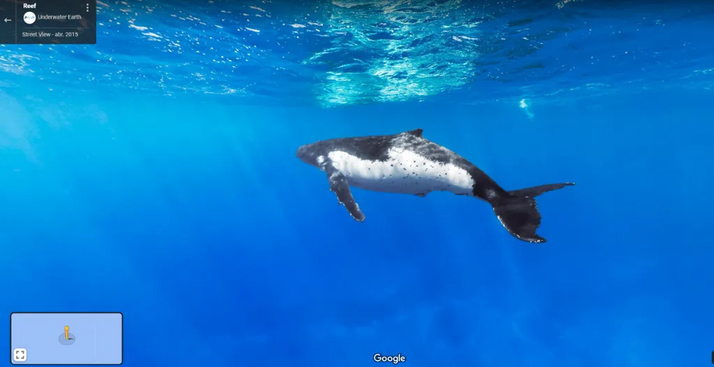 Baleias-jubarte, Ilhas Cook (Captura de tela: Munique Shih)