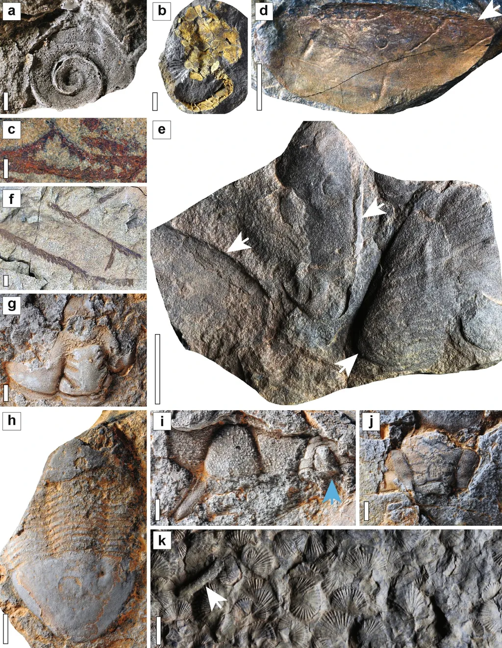 Alguns dos fósseis de Taichoute, que incluem gastrópodes, trilobitas e braquiópodes, espécies que dominavam os mares há mais de 400 milhões de anos (Imagem: Saleh et al./Scientific Reports)
