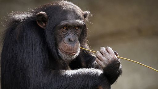 Coronavírus | Vacina desenvolvida em Oxford apresenta eficácia em macacos